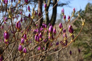 神戸市立森林公園のトサノミツバツツジ