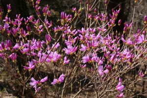 神戸市立森林植物園のハヤトミツバツツジ