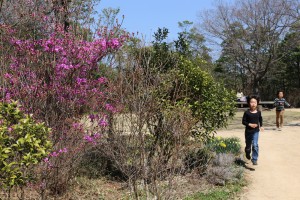 三木山森林公園のコバノミツバツツジ