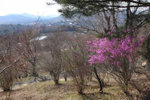 見土呂フルーツパークのコバノミツバツツジ