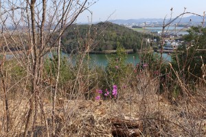 兵庫県立フラワーセンターのコバノミツバツツジ