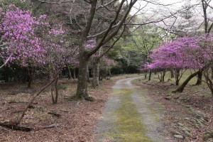 養老公園のコバノミツバツツジ