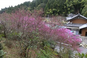 垂井町敷原の道路沿いのムラサキツツジ