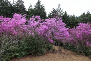 垂井町敷原のムラサキツツジ園