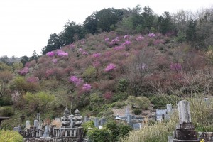 大龍寺のコバノミツバツツジ