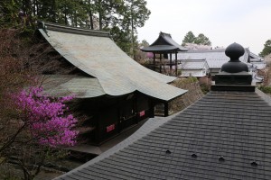 延算寺のコバノミツバツツジ