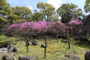 城南宮のコバノミツバツツジ