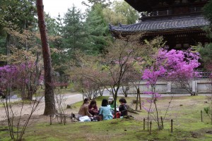 コバノミツバツツジの花見