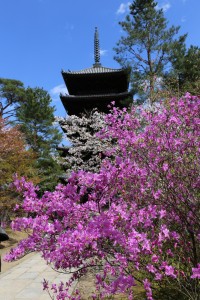 仁和寺のコバノミツバツツジ