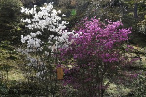 天龍寺のシロバナコバノミツバツツジ