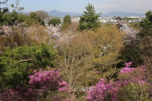 天龍寺のコバノミツバツツジ