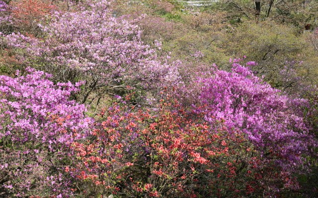 天白公園のミツバツツジ類