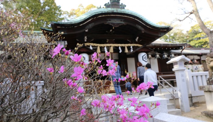 芦屋神社のコバノミツバツツジ