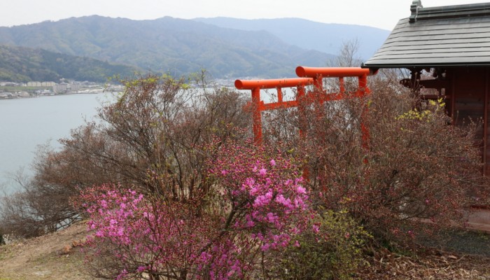 獅子崎稲荷神社のコバノミツバツツジ