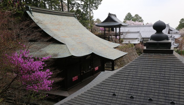 延算寺のコバノミツバツツジ